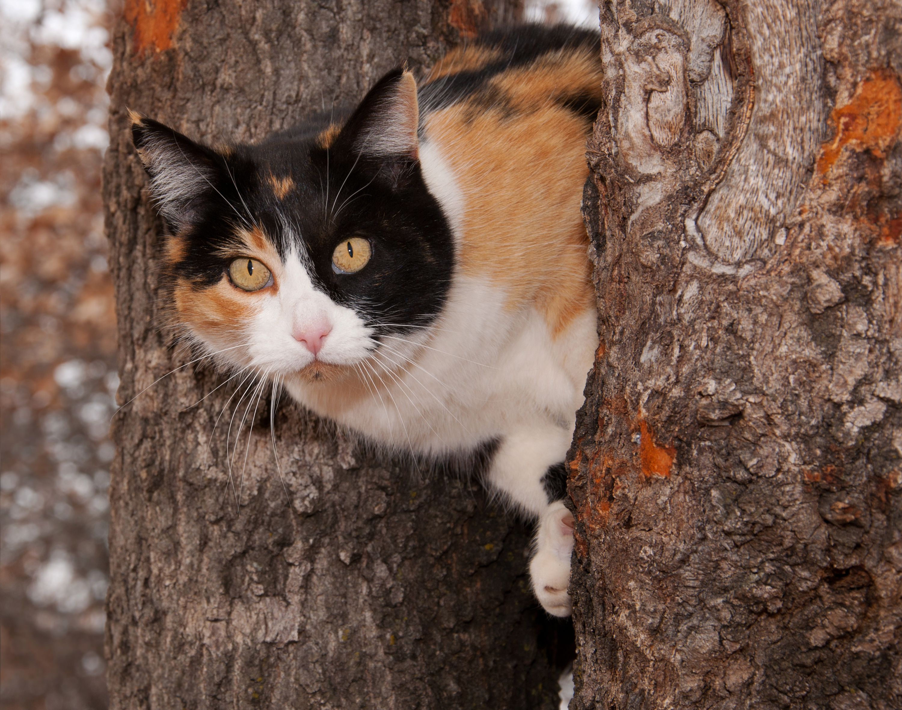 De kat is weer veilig beneden.