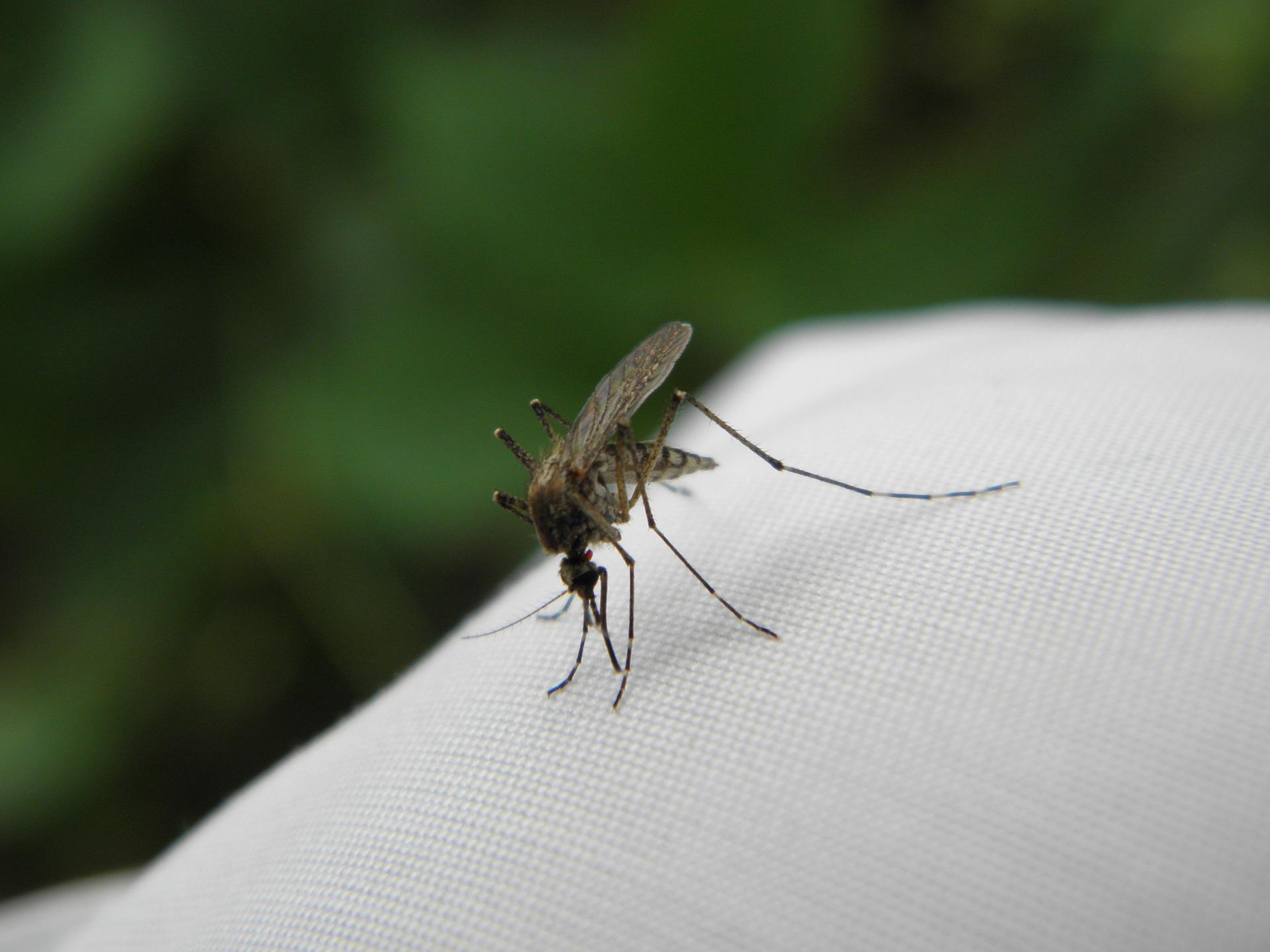 Muggen horen helaas ook bij de zomer. Alleen waarom zijn er eigenlijk zoveel muggen nu?