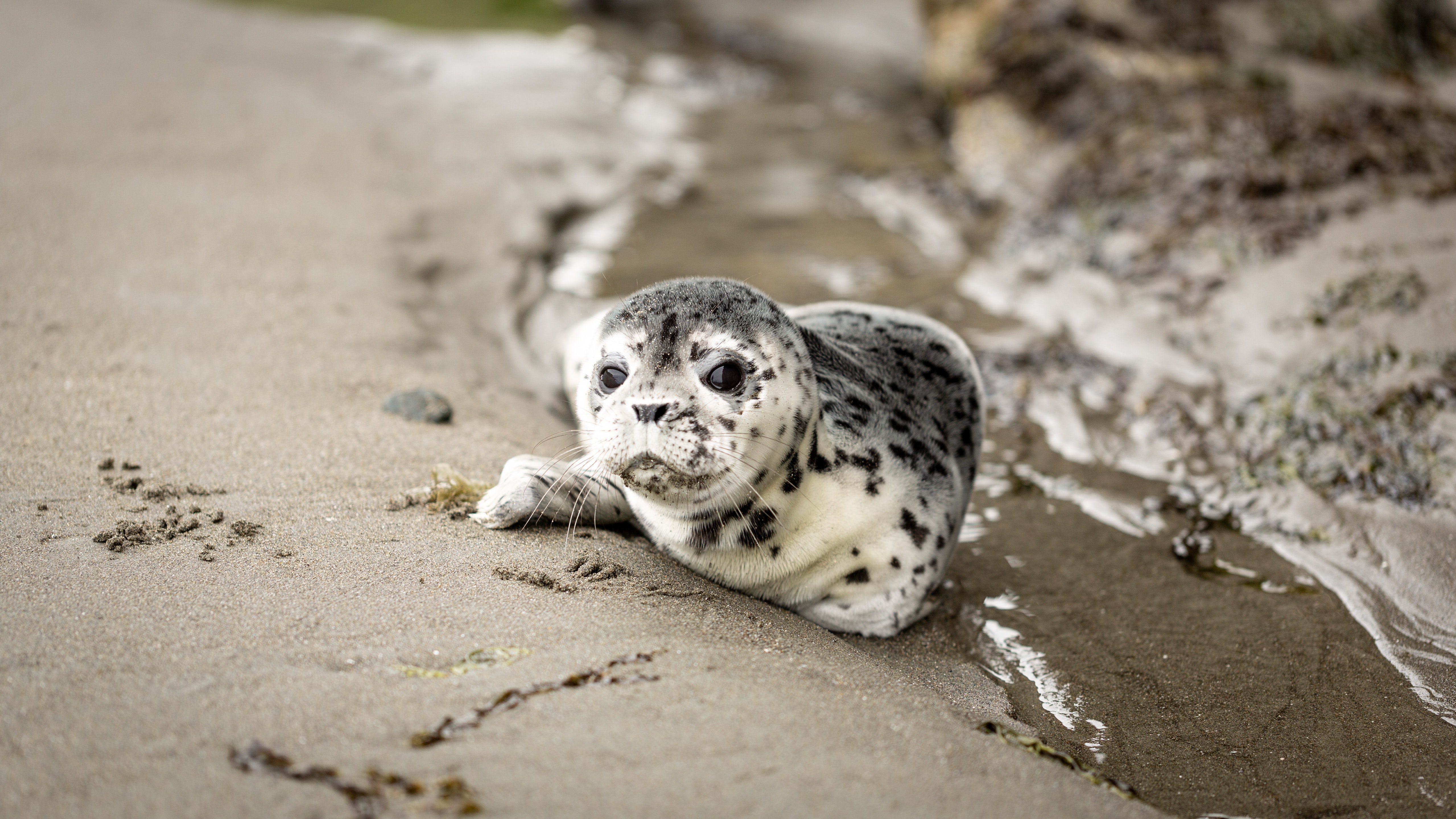 Het gaat heel goed met de zeehondjes op de Wadden. Er zijn er weer evenveel als in 1900.