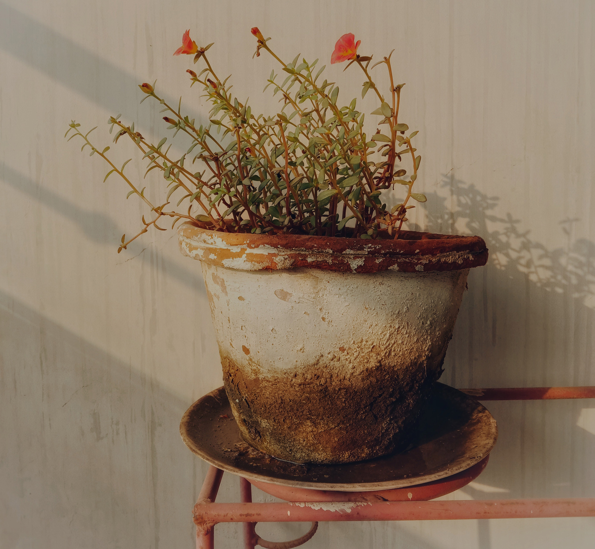 Waarom groeien planten scheef? Dit heeft alles te maken met het licht. Steffie vertelt hoe je dit kan voorkomen.