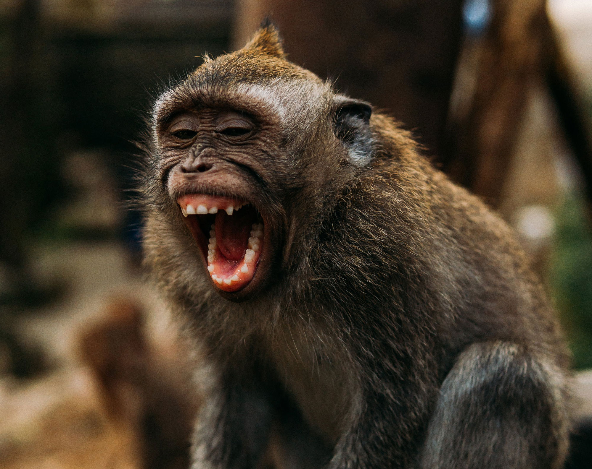 Ook dieren kunnen lachen. Tijdens het spelen gebruiken dieren vaak signalen die ruzie voorkomen en het contact verbeteren.